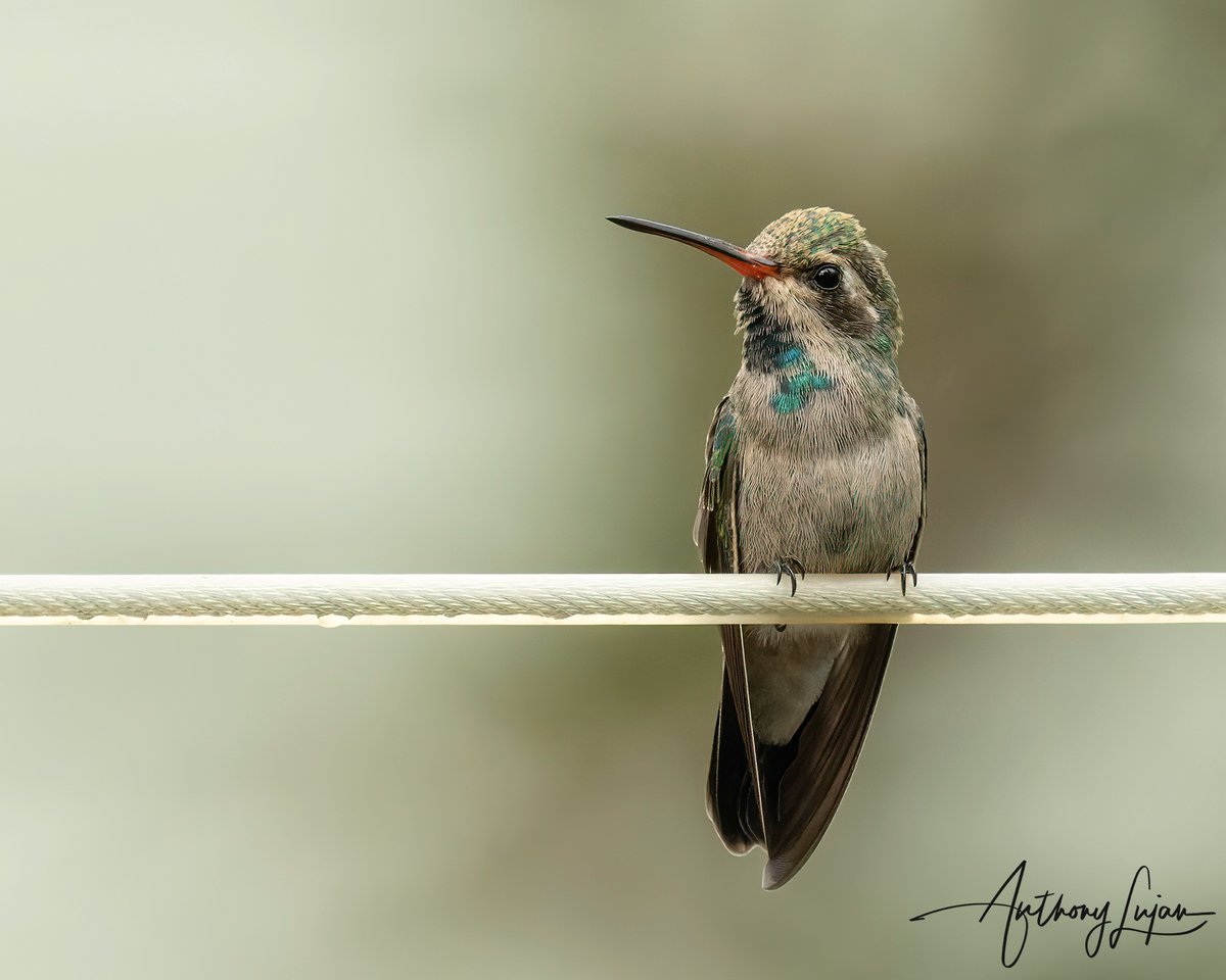 anthonylujan's tweet photo. I am seeing many immature hummingbirds like this Broad-billed hummingbird. I couldn't resist the color display.
Arizona July 2022
Sony A1 - Sony 600mm
#BroadbilledHummingbird #hummingbird #nuts_about_birds #earthcapture #nature #natgeoyourshot #naturephotography #sonya1 #s... https://t.co/oEeAevQscM