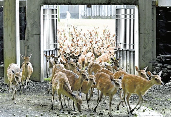 奈良公園に遊びに来て！かわいい子鹿たちが公園デビューしたよ！！