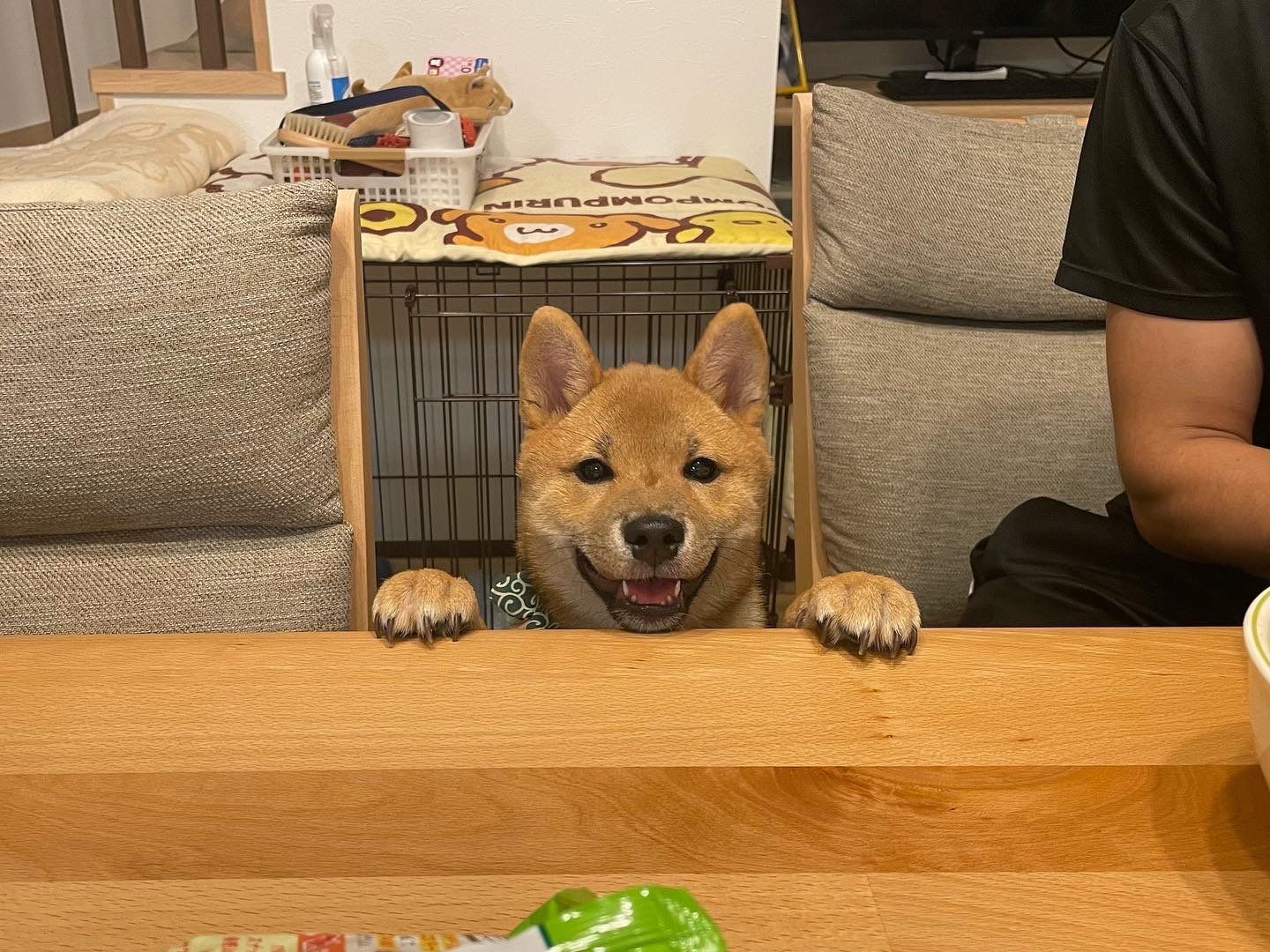 柴犬おいなりさん 食後のおやつ食べてたらちょこん チーズ味だったから匂いにつられてめちゃめちゃ寄ってきました 柴犬 子犬 柴犬子犬 柴犬大好き 柴犬のいる暮らし おいなりさん T Co Pibblgqf Twitter 柴犬おいなりさん 食後のおやつ食べてたらちょこん チーズ味だったから匂いにつられてめちゃめちゃ寄ってきました 柴犬 子犬 柴犬子犬 柴犬大好き 柴犬のいる暮らし おいなりさん T Co Pibblgqf Twitter