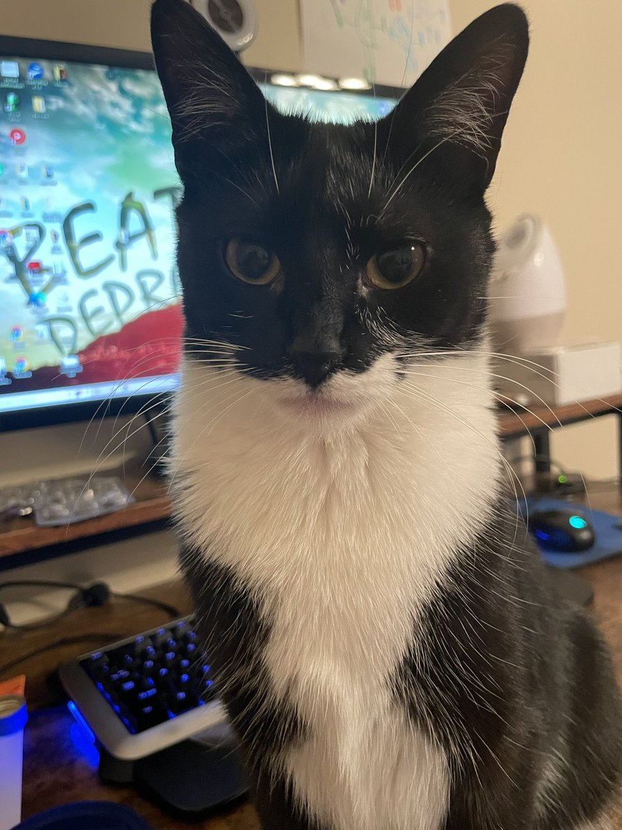 tuxedosiblings's tweet image. Welcome! My name is Oliver (left picture). I’m 14 years old and have been an emotional support cat for my mom since she graduated college. I’ve driven the whole east coast and moved 12 times. This is my new baby sister, Ladybug. She’s 10 months old and is a complete firecracker!