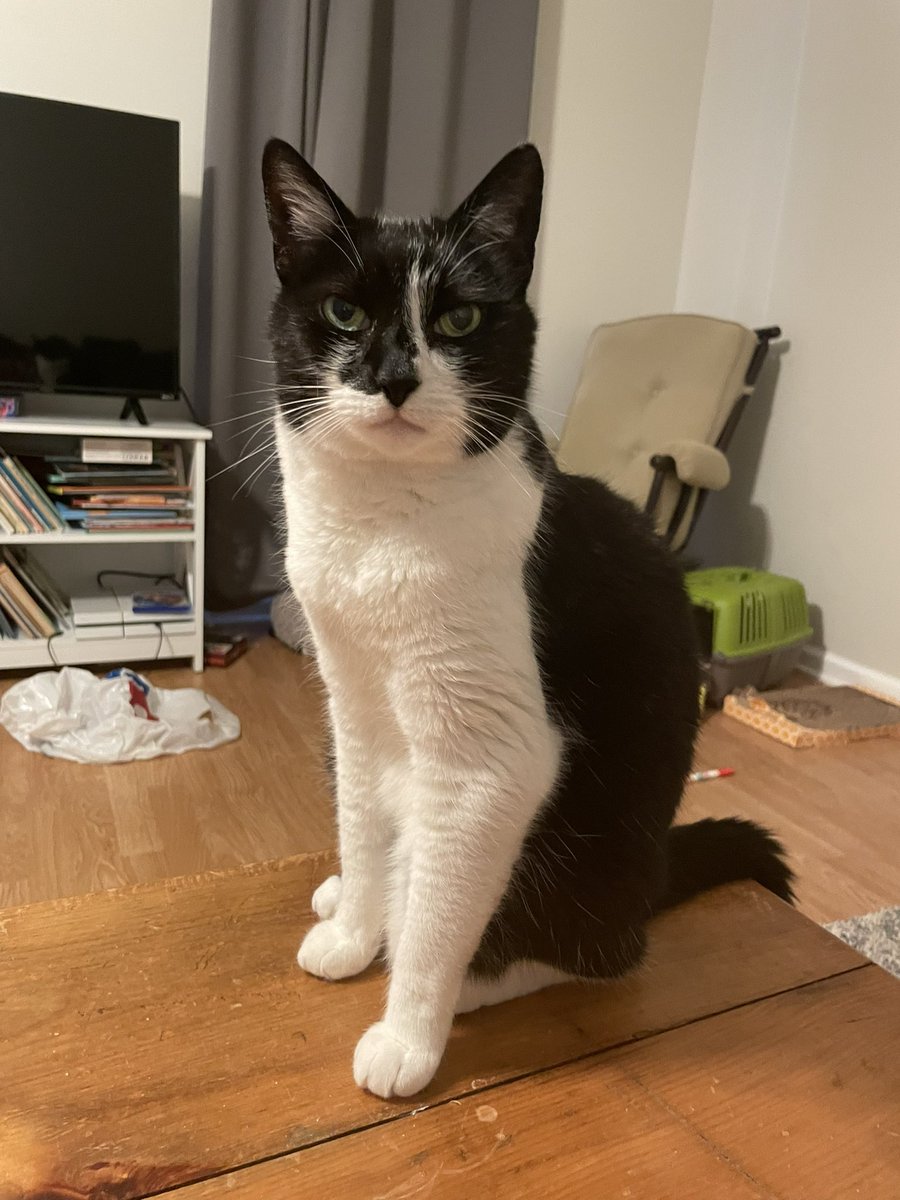 tuxedosiblings's tweet image. Welcome! My name is Oliver (left picture). I’m 14 years old and have been an emotional support cat for my mom since she graduated college. I’ve driven the whole east coast and moved 12 times. This is my new baby sister, Ladybug. She’s 10 months old and is a complete firecracker!