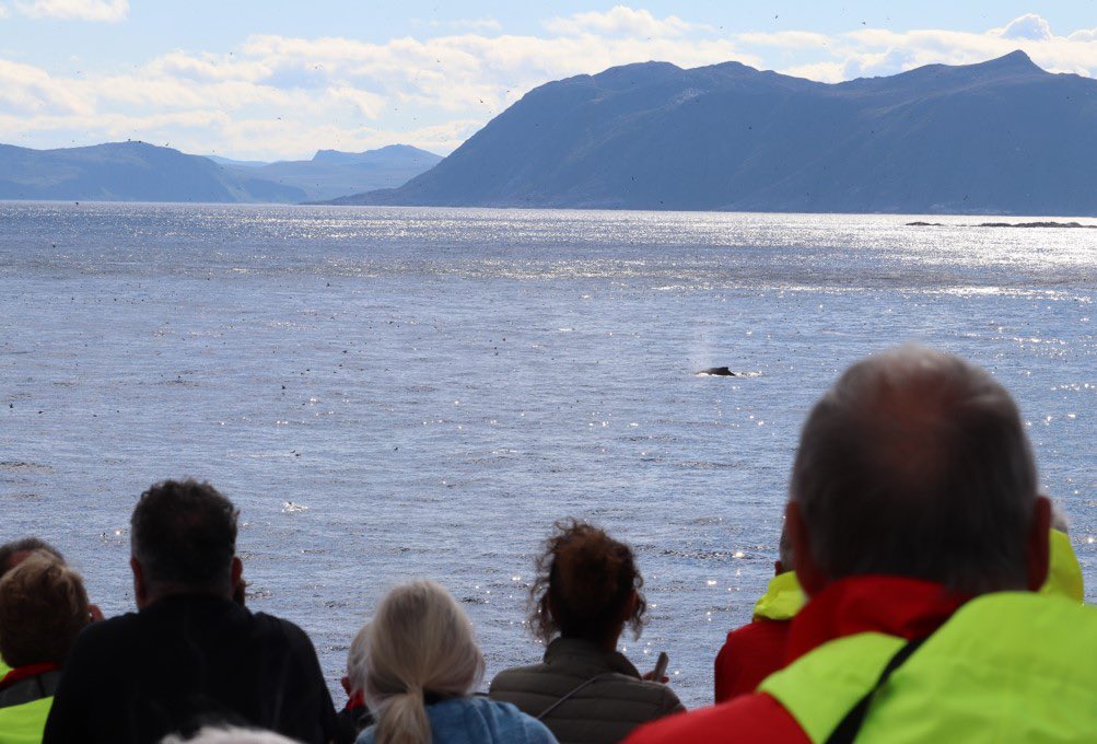 ORCA_web's tweet photo. The patience of our Ocean Conservationist Sophie & guests on @HurtigrutenEXP #MSOttoSverdrup has been rewarded! They were greeted with humpback whales when they were sailing around the North Cape. A magnificent sight & a memorable experience for everyone on board. https://t.co/r5GXczKap8