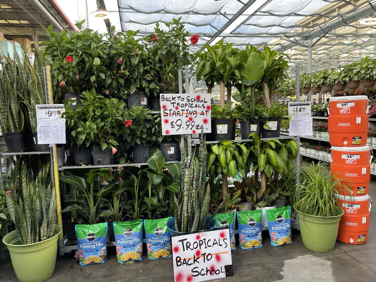 Marty Harris (@martyatlga) on Twitter photo Awesome Buckhead HD 6986 back to school tropicals special buy! Shop with Marty <a href="/MoveandLose/">PATRICIA MABEN</a> <a href="/freddyplants/">Fplants</a> <a href="/CoreyL81894800/">Corey Leach</a> <a href="/HomeDepot/">The Home Depot</a> <a href="/daniel_opene1/">Daniel Opene</a> <a href="/DJP_1775/">Diana</a> <a href="/kelly_mayhall/">Kelly Mayhall</a> Awesome Buckhead HD 6986 back to school tropicals special buy! Shop with Marty <a href="/MoveandLose/">PATRICIA MABEN</a> <a href="/freddyplants/">Fplants</a> <a href="/CoreyL81894800/">Corey Leach</a> <a href="/HomeDepot/">The Home Depot</a> <a href="/daniel_opene1/">Daniel Opene</a> <a href="/DJP_1775/">Diana</a> <a href="/kelly_mayhall/">Kelly Mayhall</a>
