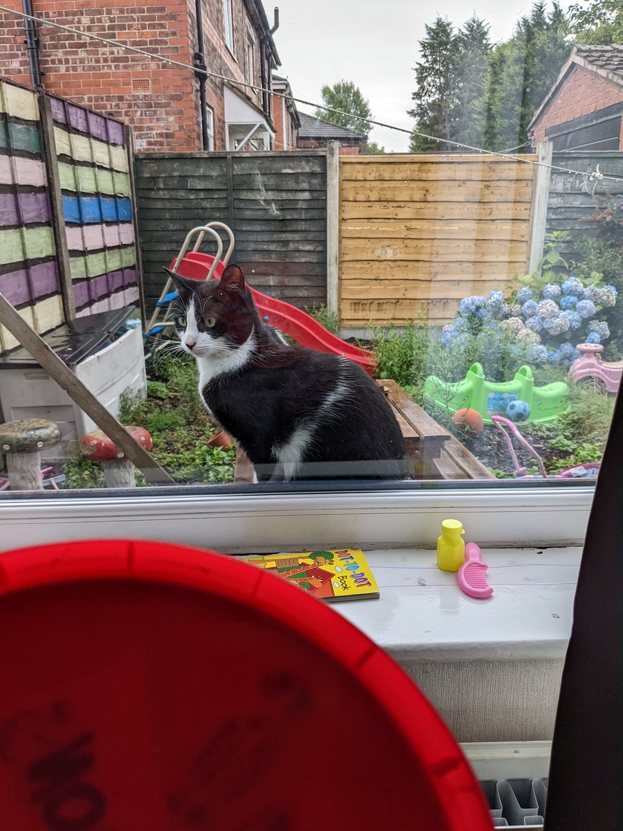 Day in the life of a living room bus driver. Almost ran over the cat.