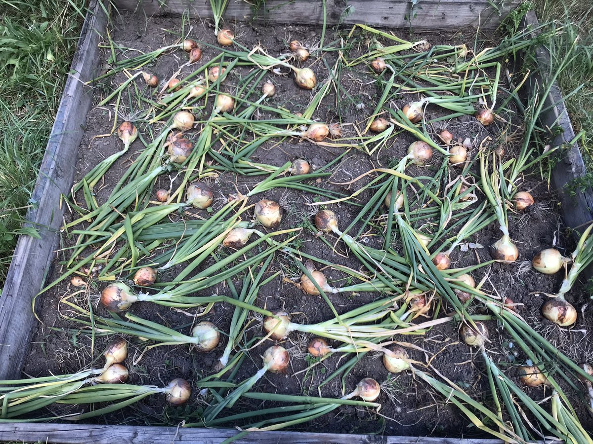 Onions are in