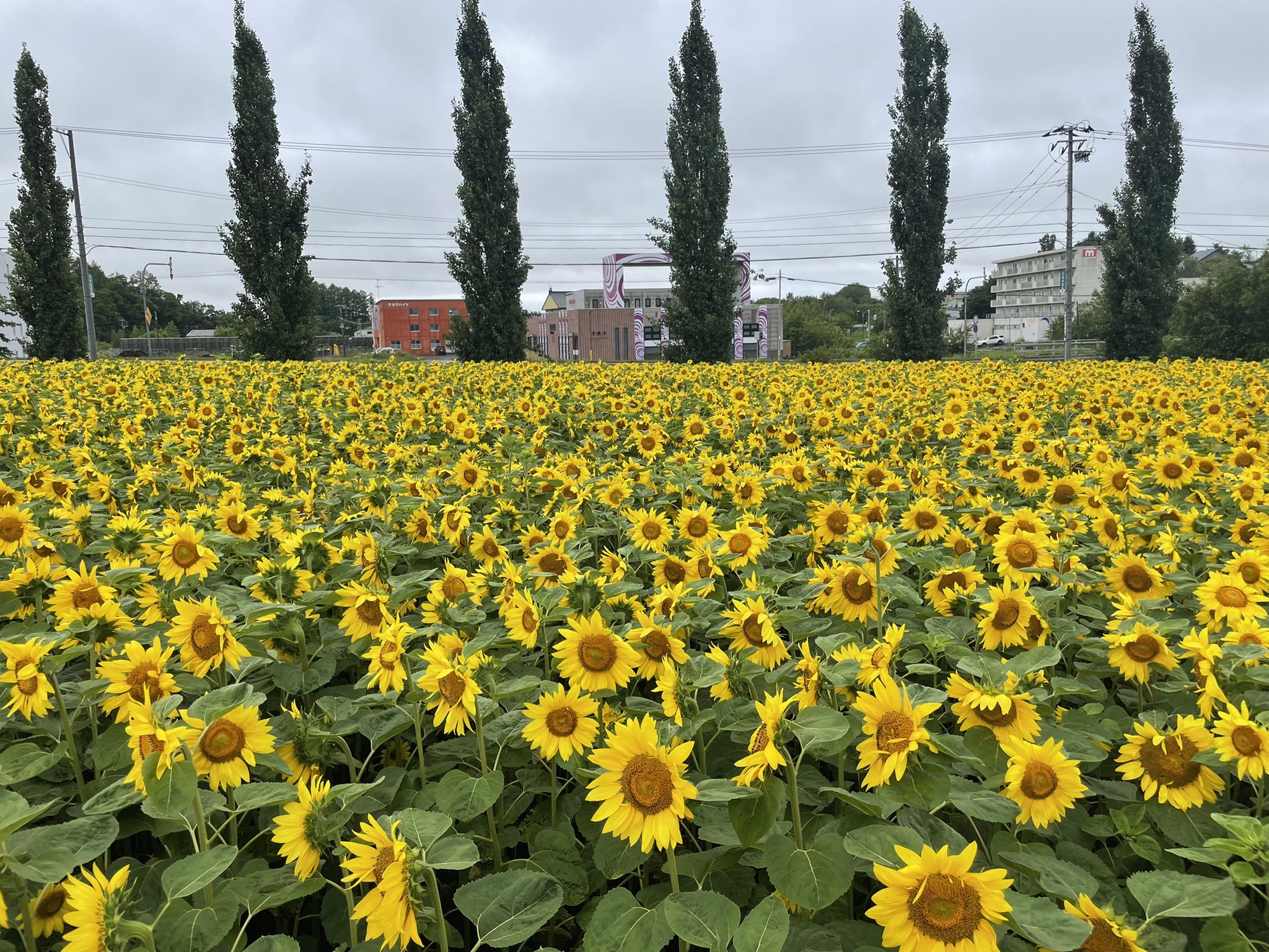 ひまわり畑 ひまわり満開です🌻🌻🌻 8月8日現在、ひまわり畑は満開を迎え