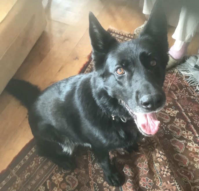 AdoptionsUk's tweet photo. URGENT, TEAR JERKER, please retweet to help Yarna find a forever or foster home #CORNWALL #UK
Very sadly, Yarna's owner is terminally ill and would like to see her re homed before she passes. Yarna is 11 years old, she could live with older children ❤️
https://t.co/QZWUyFDZ6w https://t.co/eQR17pyLls