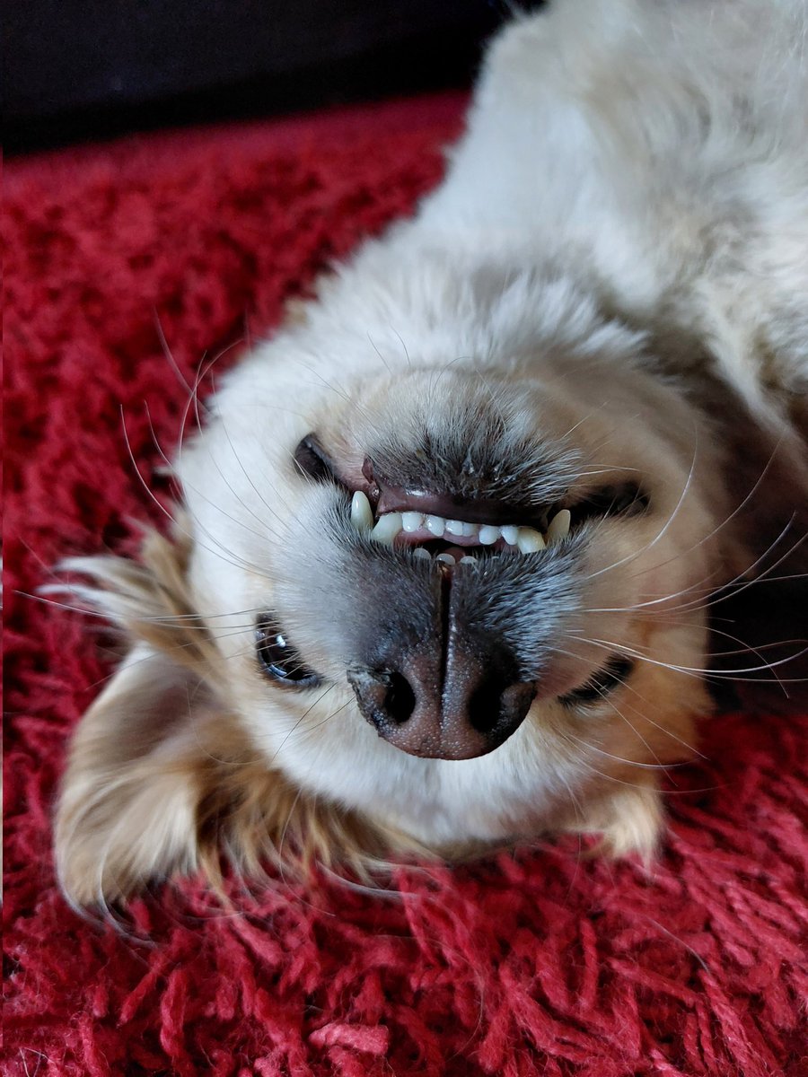 Penningt1Denise's tweet photo. Casper, wonderfully weird 🥰🥰🥰
#Casper #chihuahua #Romanianrescuedogs #recuedogs https://t.co/88UcyQwQWa