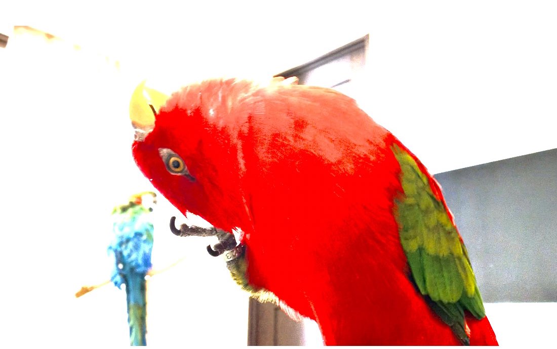 hideaki_utsumi's tweet photo. The birbs are very relaxed🍅🥝🥚 https://t.co/ryqyNwPpGo @YouTube https://t.co/HQmv839PuW