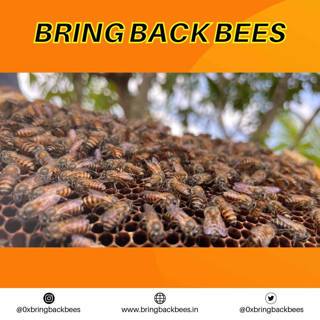 0xbringbackbees's tweet photo. Hey Habibees! 🐝💛 After selling BBB Genesis NFTs successfully, we deployed next 13 Beebox’s and educated 30+ farmers about apiculture in Thanipoondi village Thiruvallur district Tamilnadu state India. Here is the “Proof of Work” for #bringbackbees
#nftcommunity #SDGs #beebox https://t.co/p9KfsLAbXY