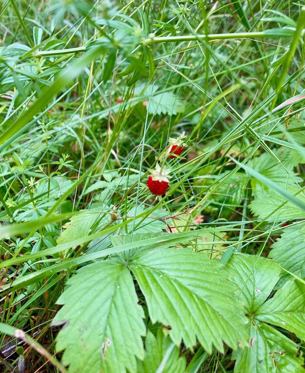 What a day! 20km of stunning seaside views, forest trails and wild strawberries at the Kopparnäs <a href="/CoastTrail/">KopparnäsCoastTrail</a> 🌊🌲🍓
Tack till de fantastiska <a href="/Ok77orientering/">OK 77</a> volontärerna! Ihana polkujuoksu 
#KCT2022 #trailrunning #running #löpning #polkujuoksu #liikunta #juoksu