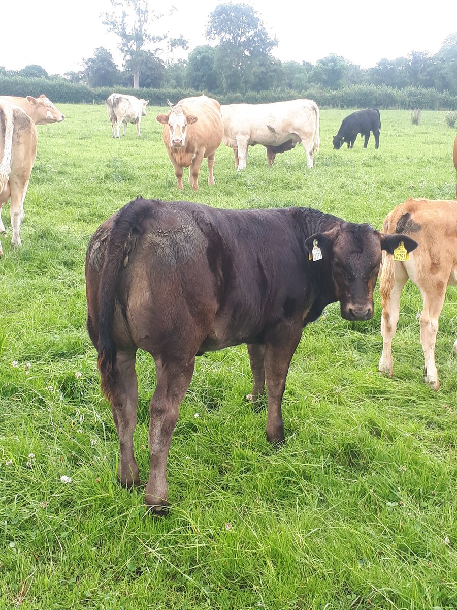 Castleview Casino CWI heifer calves <a href="/doveagenetics/">Dovea Genetics</a>