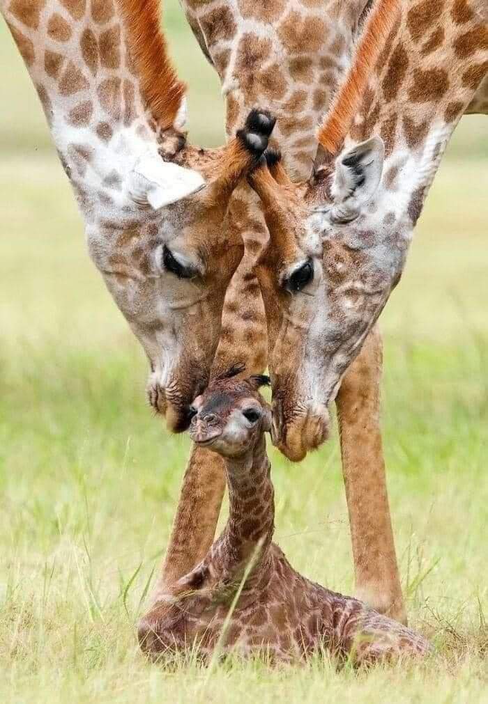 Giraffes 🦒