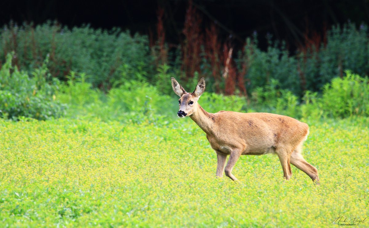 Roe Deer from this morning. #Cookham #Berkshire @BBCSpringwatch @BBCCountryfile @WildMarlow1 @WildMaidenhead @MyRoyalBorough #twitterwildlife