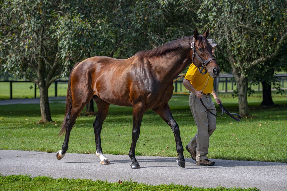 claibornefarm's tweet image. Jimmy the Kid (RUNHAPPY) comes from off the pace and gets up in time to take the 2nd @LaurelPark by 3/4 length - congrats to all connections!