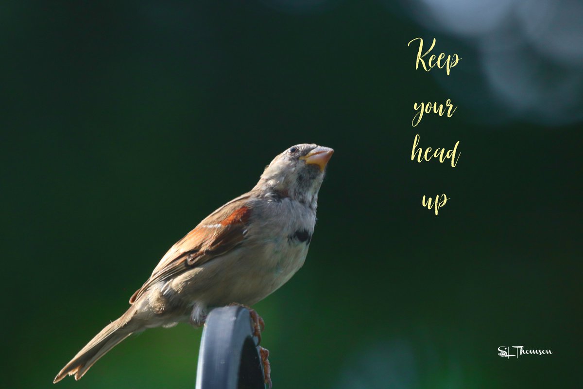thebitboproject's tweet photo. a little advice to all the new #birders out there!
#birding #BirdTwitter #birdphotography #birdsinthebackyardorlando #bitbo https://t.co/gXmawb0J7s