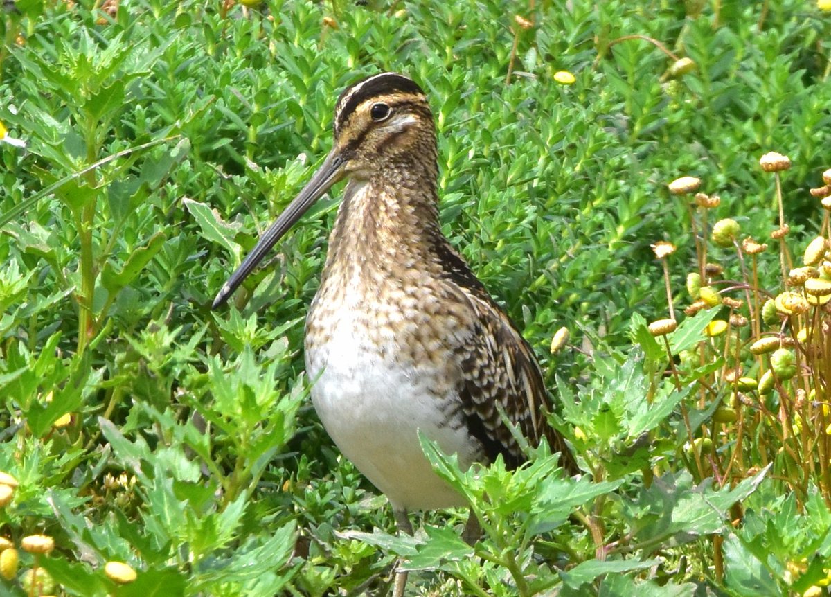 Stripey snipe
#birdphotography 
#birdwatching #TwitterNatureCommunity #TwitterNaturePhotography #snipe