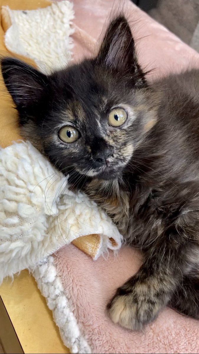 Dab Hand Webcast Bildergalerie