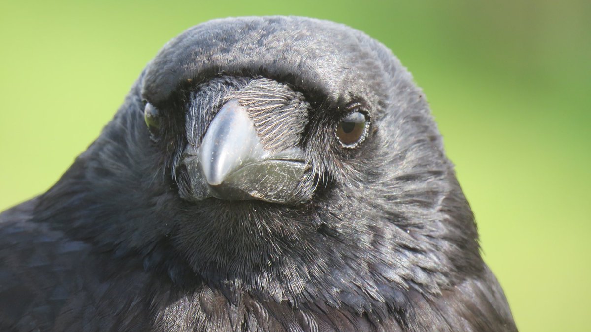 Crow Diary tweet media