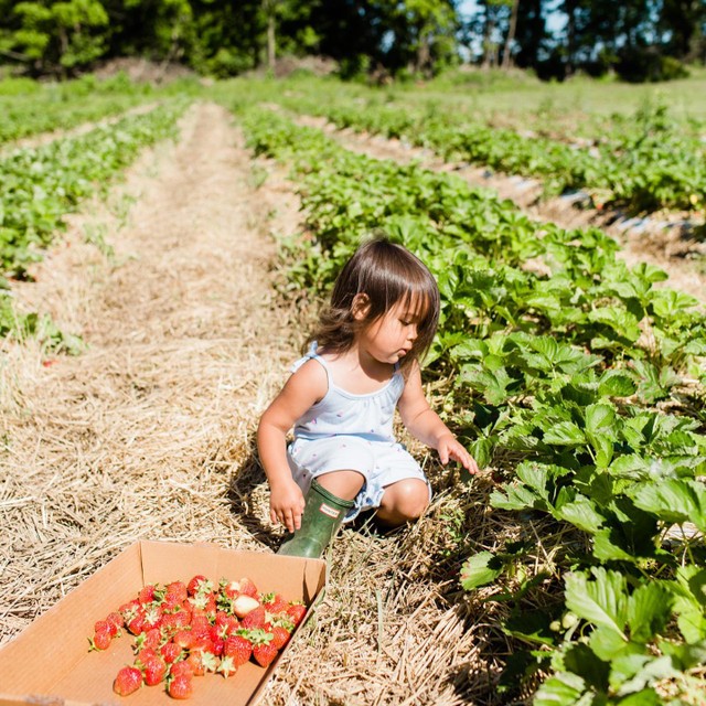OHHeartofitAll's tweet image. This summer is jam-packed! Where do you go to pick berries in Ohio? 🍓 Find U-pick farms and so much more with our list of 100 Things To Do in Ohio this Summer! ➡ ohio.org/100-Things-Sum… 
📍: Miller's Country Gardens in @visitdelawareOH
📸: @wearlovewanders