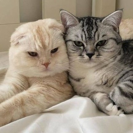 ً (@taebincats) on Twitter photo 