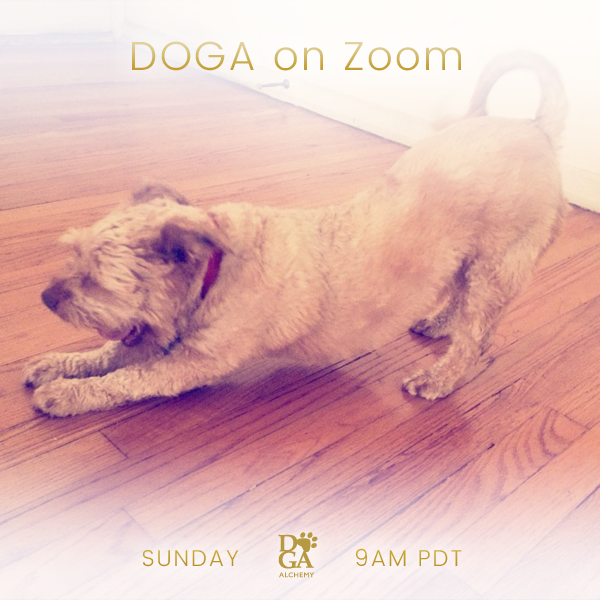 Doga Sunday 💖🐶 

07/24/22
9am -10am pdt

Please use link below to sign up
stephkang.as.me/virtualdoga

Join our email list 

mailchi.mp/ed04c392de81/e…