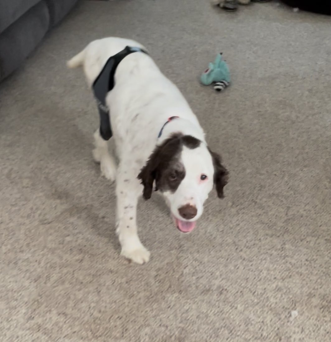 roxerdoxer13's tweet photo. Happy Saturday frens, I like my brace it helps stabilize my knee so I can walk easier. I’m not resting like I’m supposed to and mom is constantly saying relax 🙄. Have dog stuff to do mom! ❤️❤️🐶#dogsoftwitter #CatsOfTwitter #bumknee https://t.co/lVWXn07Eyj