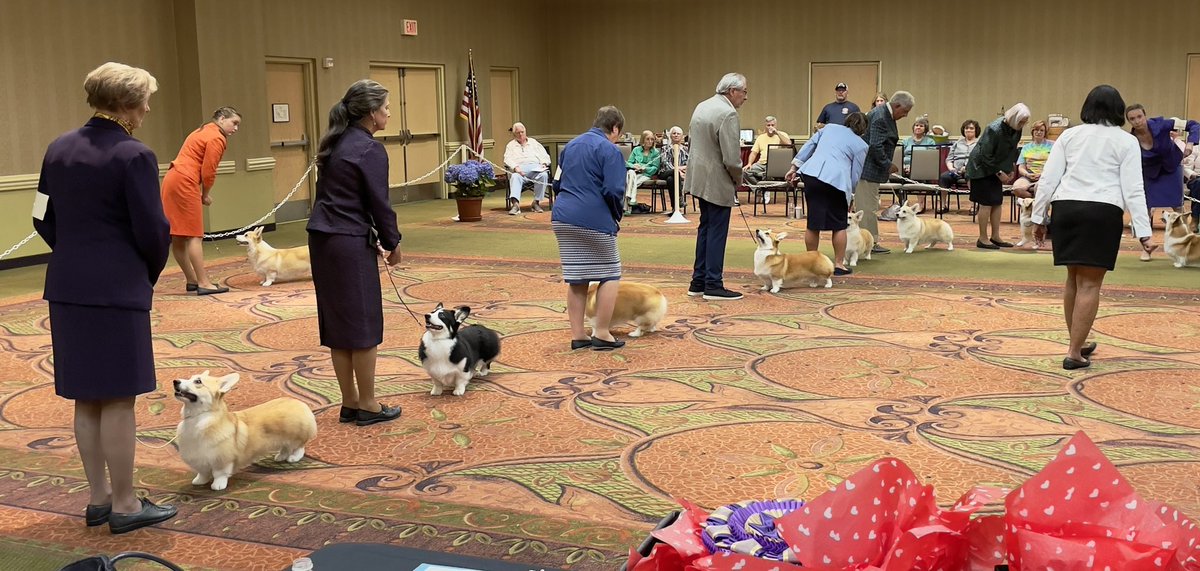 SmilingCorgi's tweet image. Friday, the final lineup at the Columbia River Pembroke Welsh Corgi Club’s specialty show in Portland, OR. 
#CorgiCrew