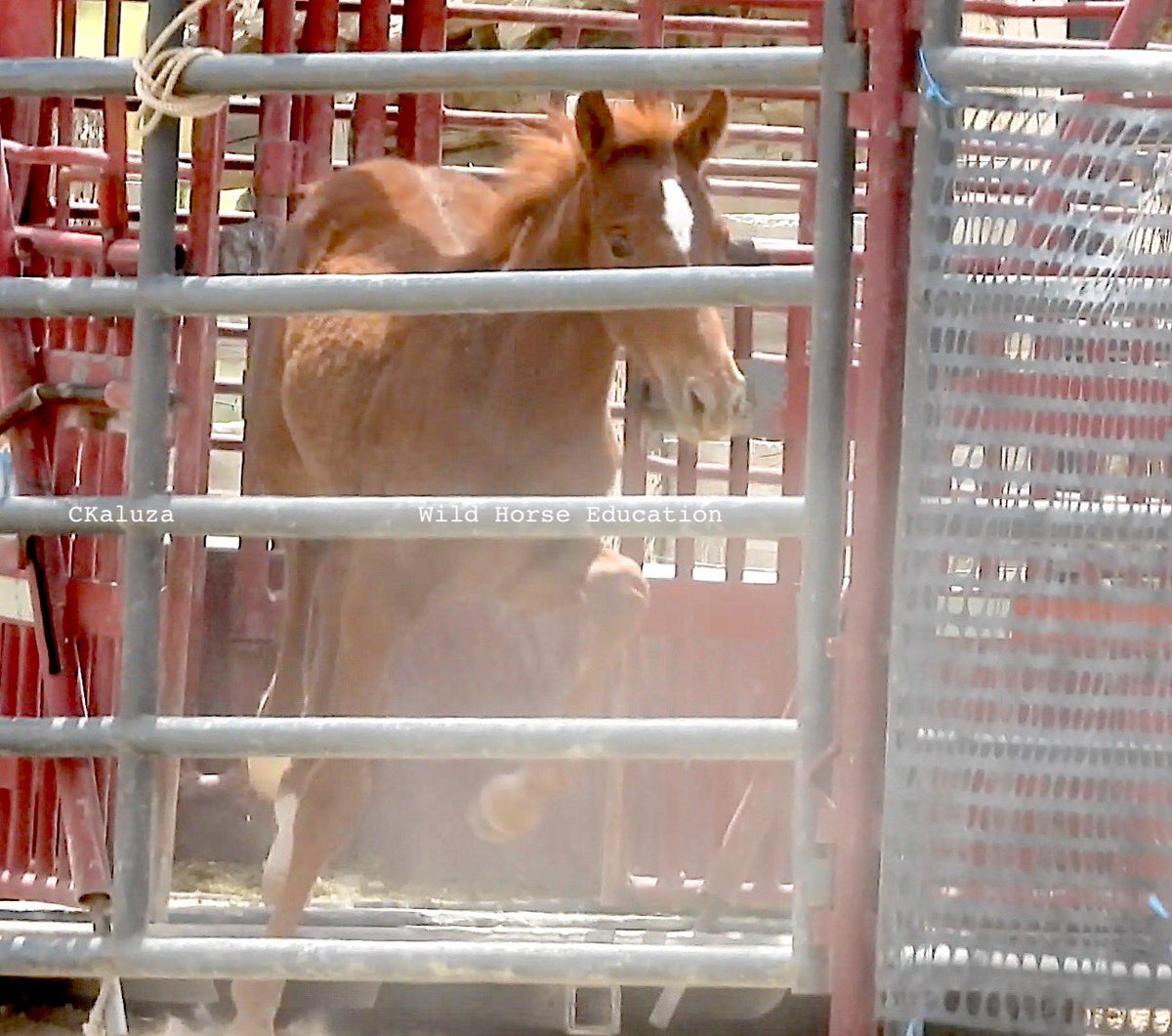 RewildingNow's tweet photo. Two foals died yesterday during the Bureau of Land Management’s roundup of 37 wild horses in Nevada. @BLMNational says the foals were just “four-months old” and is claiming the horses passed due to “preexisting conditions.” https://t.co/PUh6I49zy0