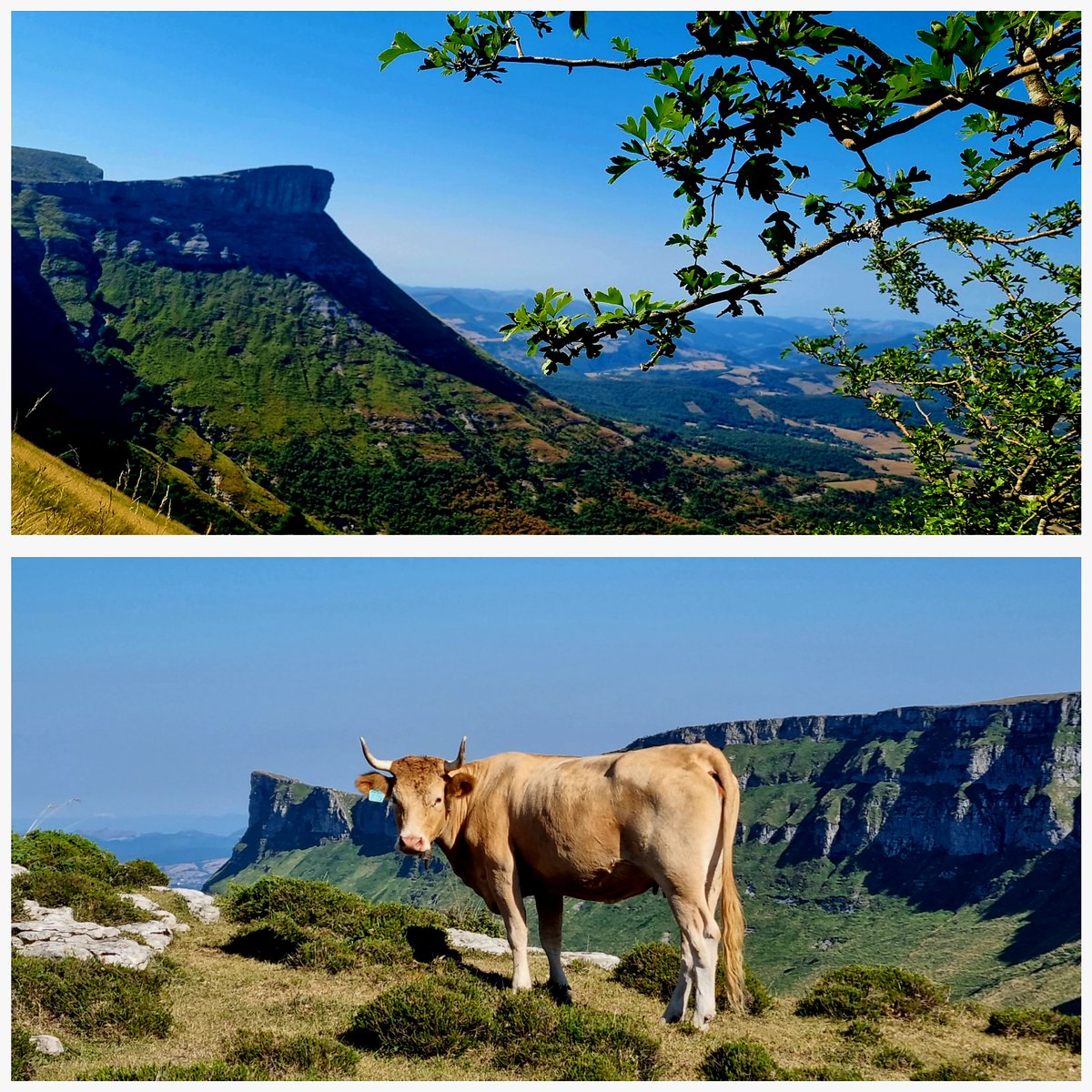 ireneaspuru's tweet photo. Arratsalde ederra ,gorobeletik ibiltzeko ⛰️💚🥰💪!!
🎶maite ditut maite gure bazterrak!!#gorobel #ungino👁 #bizipoza 🥰 https://t.co/oVi4FJVidZ