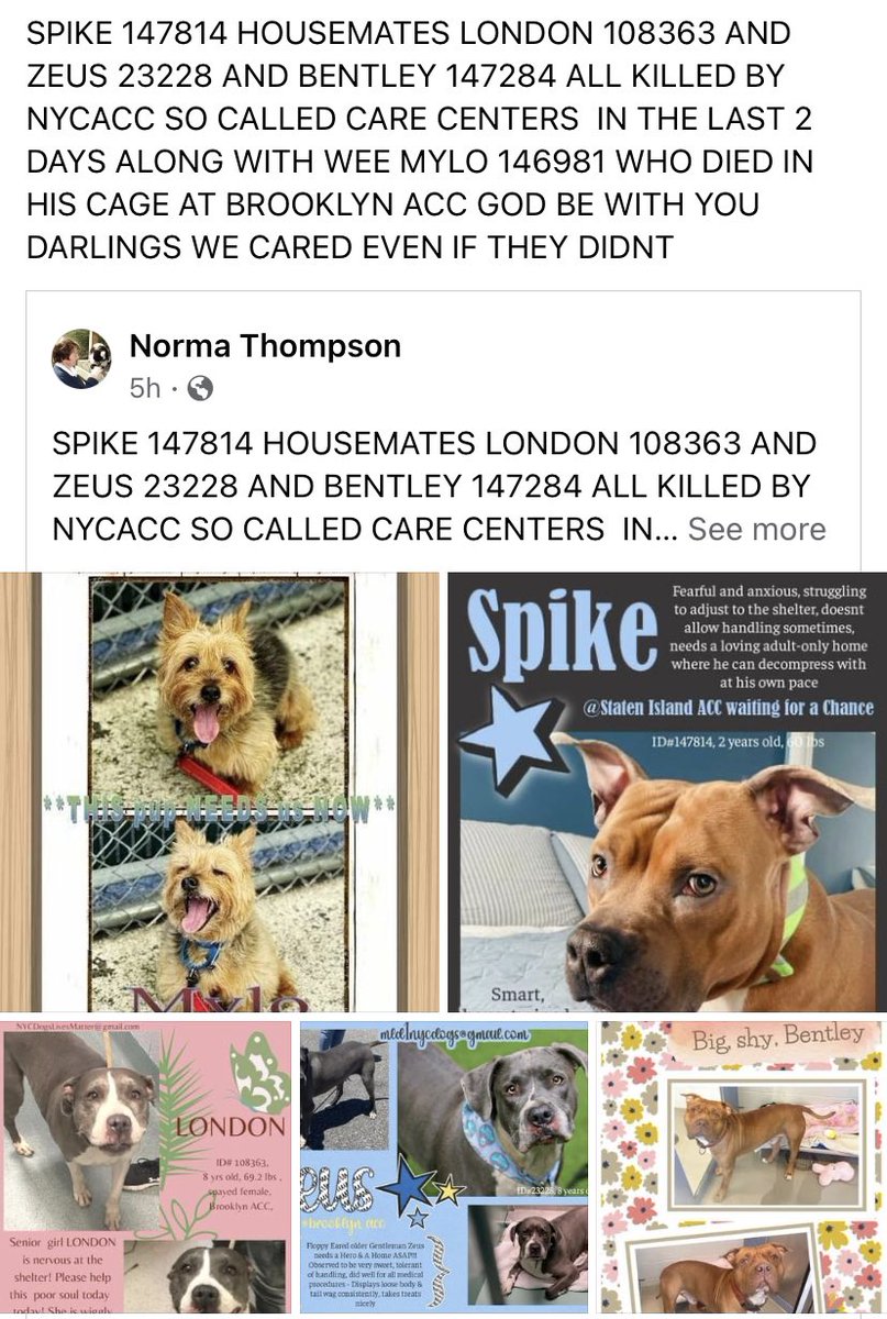 AnubisSekhmet's tweet photo. @NYCACC Nice you’re posting Ozai. But you just killed 4 dogs.

SPIKE 147814 HOUSEMATES LONDON 108363 ZEUS 23228. BENTLEY 147284. ALL KILLED BY NYCACC SO CALLED CARE CENTERS  IN 2 DAYS. WEE MYLO 146981 DIED IN HIS CAGE @ BROOKLYN ACC. GOD BE WITH YOU DARLINGS WE CARED EVEN IF THEY DIDN’T https://t.co/w6wBBhtcNl