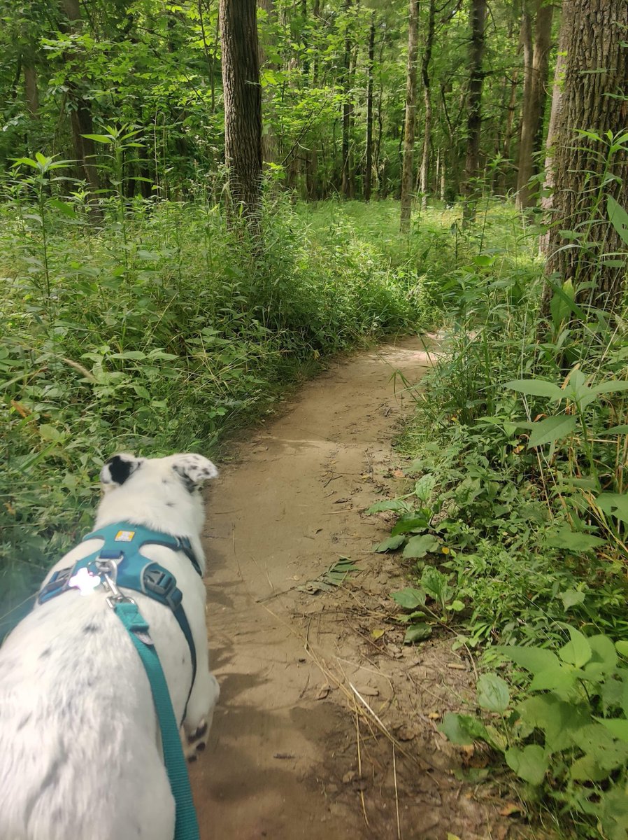 pucvm's tweet photo. Exploration mode activated!
And don't forget to wash those paws and take a good bath after!
#petsofpurdue #dogsofpurdue @LifeAtPurdue @AAHAHealthyPet https://t.co/2p7ZLq4UBE