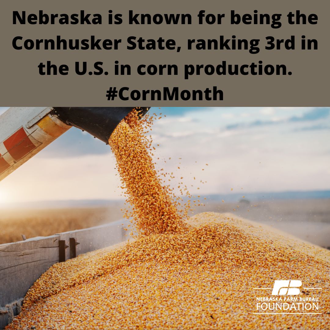 NebraskaAITC's tweet photo. Nebraska is known for being the Cornhusker State, ranking 3rd in the U.S. in corn production. #CornMonth https://t.co/olqkbfuMOb