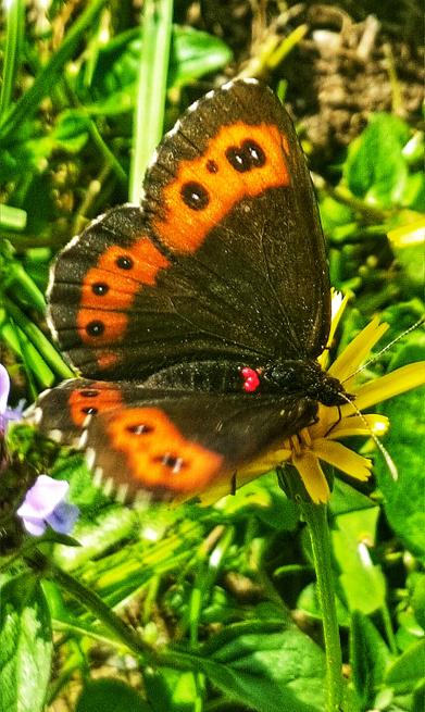 Dikkat ‼️
Güzel Esmerin sırtında ki kırmızı nokta işaretlere 

Erebia ligea, Arran kahverengisi, Nymphalidae ailesinin Satyrinae alt ailesinin bir üyesidir. Bu kahverengi, güneydoğu ve kuzey Avrupa'da yaygındır. 
#ButterflyCount 
#CountThemToSaveThem