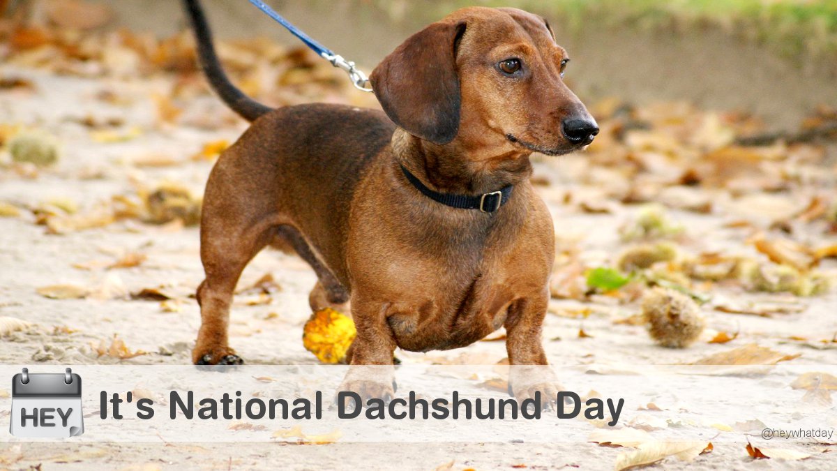 It's National Dachshund Day! 
#NationalDachshundDay #DachshundDay #DogsOfTwitter