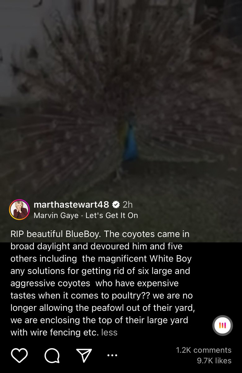 why is Martha posting a peacock eulogy to Let’s Get It On https://t.co/mF96wbjlf7