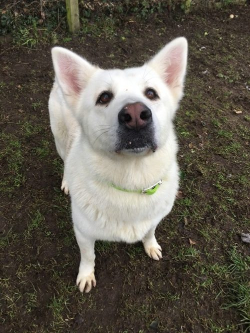 Please retweet to help Storm find a home #WOLVERHAMPTON #BIRMINGHAM #UK 

Beautiful German Shepherd aged 6, she can live with children aged 13+ as the only pet in the home. 
Storm has Epilepsy, contact the shelter for details 👇
birminghamdogshome.org.uk/dogs/storm-124……
#dogs #GermanShepherd