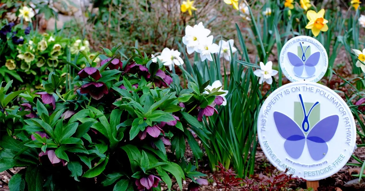 aquarionwater's tweet photo. 5 ways to know you're the coolest kid on the block during #drought season:
1οΈβ£ Toasty champagne lawn
2οΈβ£ #PollinatorPathway garden
3οΈβ£ Uses #WaterSense products
4οΈβ£ Follows local water restrictions
5οΈβ£ Spreads the word
Join the club! Find your better yard: https://t.co/nnNmuKs7dQ https://t.co/pfYRhYRRPW