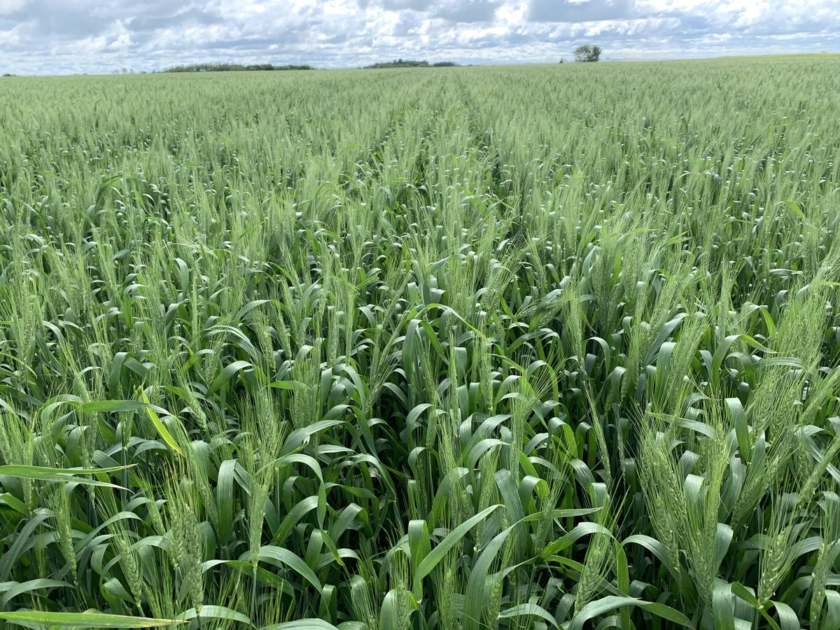 TroyBasaraba's tweet photo. Another wheat fungicide trial sprayed in a gorgeous wheat crop. Can’t wait to see the results in this moist humid environment we got going in Westman. #perfecttiming #flowersout @Bayer4CropsCA #itpaystospray https://t.co/PNeLg0YgQx