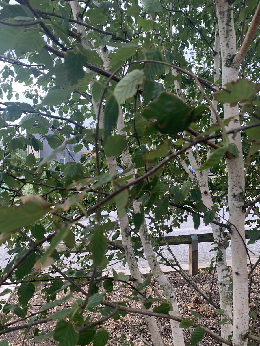 Cathy Wade tweet media