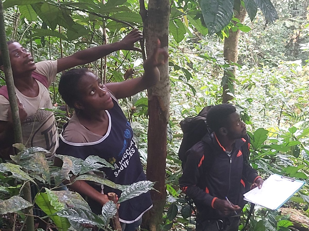 ndanjong marcel arnol tweet media