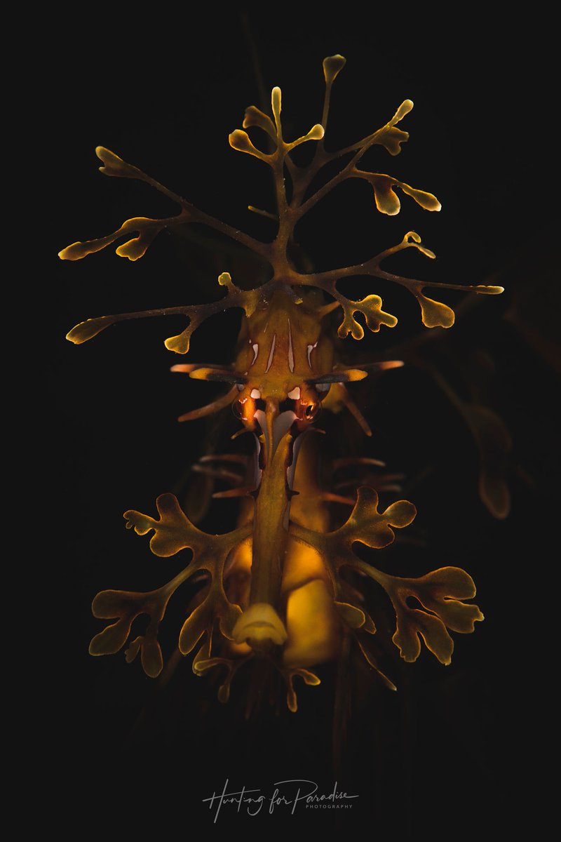 A beautiful portrait of a #LeafySeadragon (#𝑃ℎ𝑦𝑐𝑜𝑑𝑢𝑟𝑢𝑠 𝑒𝑞𝑢𝑒𝑠) taken at #FleurieuPeninsula, South #Australia by Lewis Burnett.
Check out more of his brill work at -
huntingforparadise.com
instagram.com/huntingforpara…