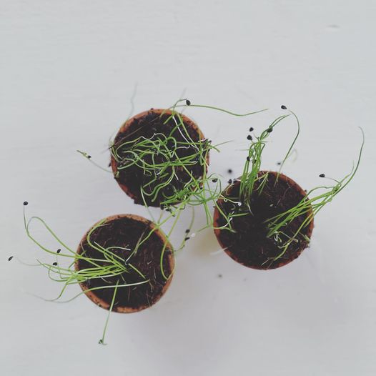 EthicalAbode's tweet photo. Growing some green onions from seed! I also like to regrow them too - do you grow green onions or regrow them? What do you like to make with them? I like to make scallion pancakes 🥰

here are some of my green onion tips:
https://t.co/jfSrgVw0di https://t.co/BbgouOFNMQ