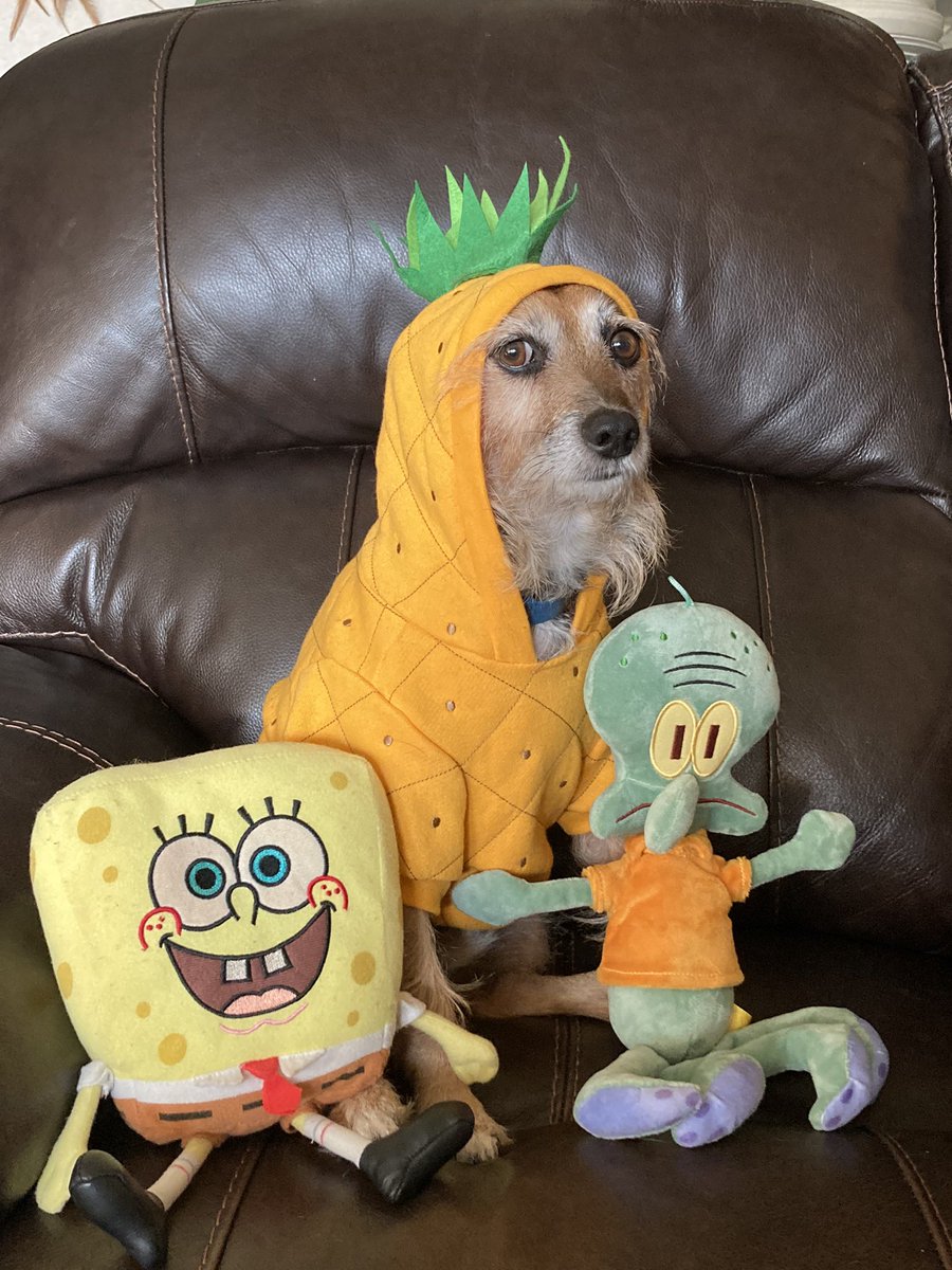 HerbieMooland's tweet photo. “This is great. Just the three of us. Me, you, and this brick wall you built between us.” -SpongeBob
Our SpongeBob collection ever grows: 🧽🦑🌊 #spongebob #spongebobquotes #squidward #pineapple #underthesea #plushies #dogsandstuffedanimals #dogclothes #dogsandplushies https://t.co/3J4J44I1IU