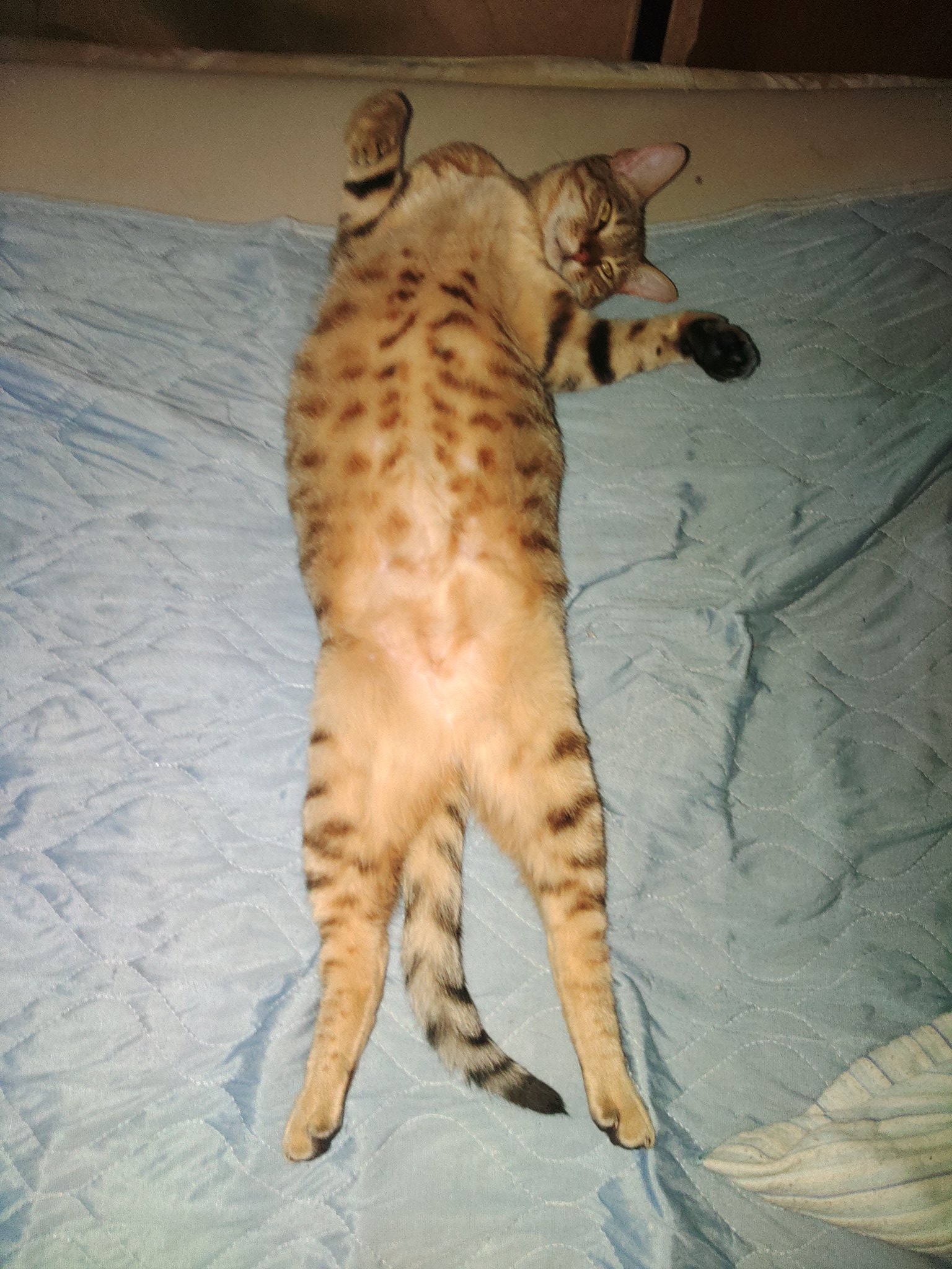 しろんちゅ やはりネコ 科 はカワイイ 猫回だったので触発されてです ウチの茶トラ君元野良とは思えないレベルでくつろいでるんよなぁw 2枚目は猫吸い視点ですw 最近暑いせいでうちの猫基本こんな感じで伸びてますw しし論 T Co