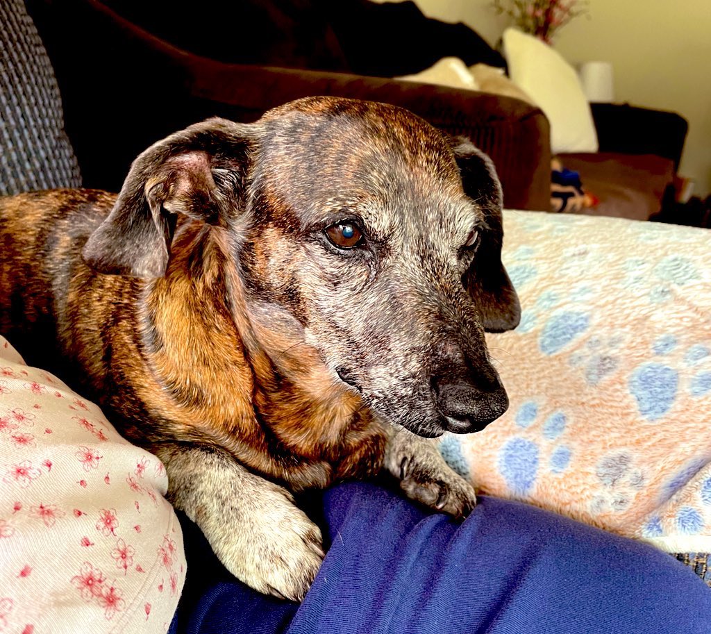 Raisin wants to wish you happy Saturday! And stay cool 🙂#DogsOnTwitter