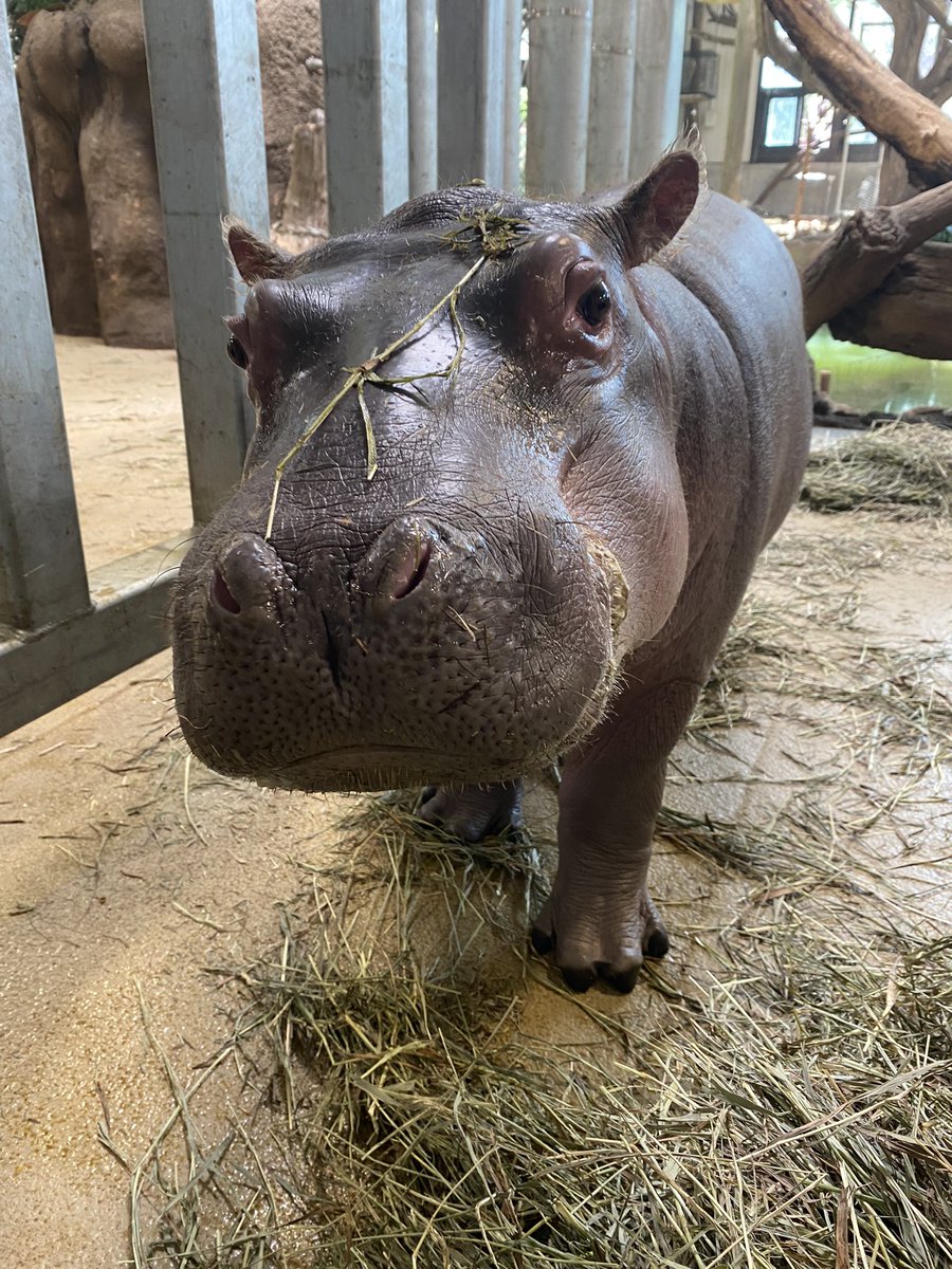 Omo, the hay is supposed to go in your tummy, but on your face is fine, too. #SillySaturday