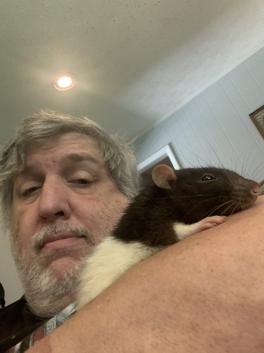 bunsofconyers's tweet image. Our little rat buddy Homeboy aka “Ratty” seems to have suffered a stroke last night. He’s 2, which is pretty old in rat years. Please keep this little guy in your thoughts! - Bun Daddy