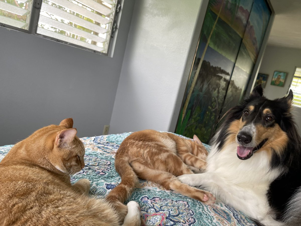 It’s #Caturday every day at my house