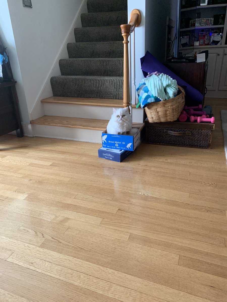 scotttriggers's tweet photo. #Caturday Another episode of “#IfIFitISit &“#TheBoxLife https://t.co/BjEkT0nzdX